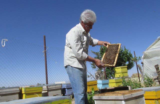 تجلی اقتصاد مقاومتی با شهد شیرین عسل/زنبورداری شغلی مناسب با کمترین سرمایه‌گذاری